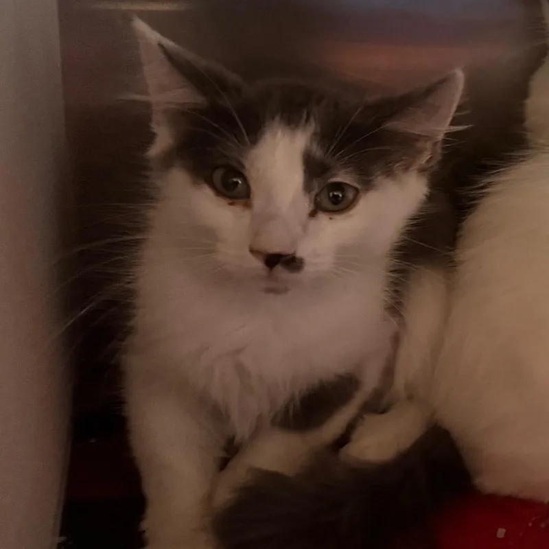 A baby small-sized male Gray / Blue / Silver Domestic Medium Hair cat named Phantom for adoption in Cedaredge, CO