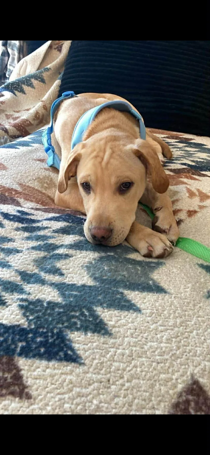 A young large-sized male Yellow / Tan / Blond / Fawn Yellow Labrador Retriever dog named Dunker for adoption in Mora, MN
