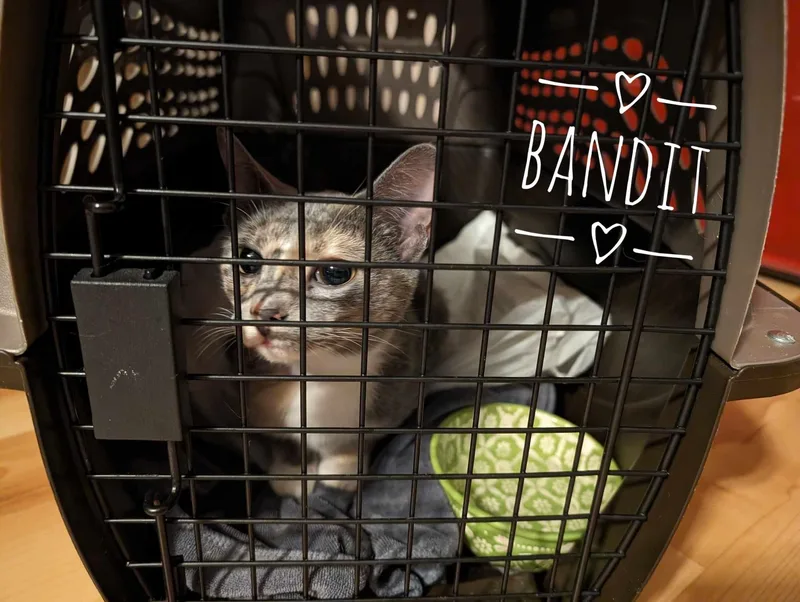 An adult large-sized female Domestic Short Hair cat named Bandit for adoption in Cleburne, TX