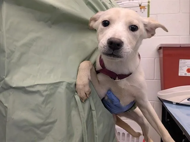 A young large-sized female Labrador Retriever dog named Shimmer for adoption in Mesa, AZ