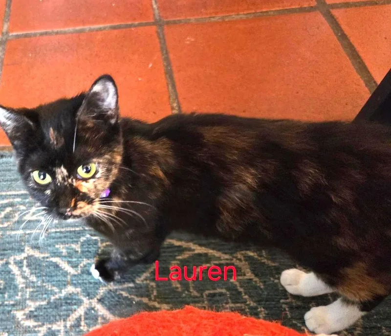 A young medium-sized female Tortoiseshell cat named Lauren for adoption in Las Cruces, NM