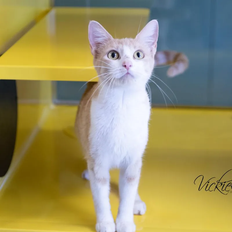 An adult large-sized female Domestic Short Hair cat named Lovey for adoption in Abilene, TX