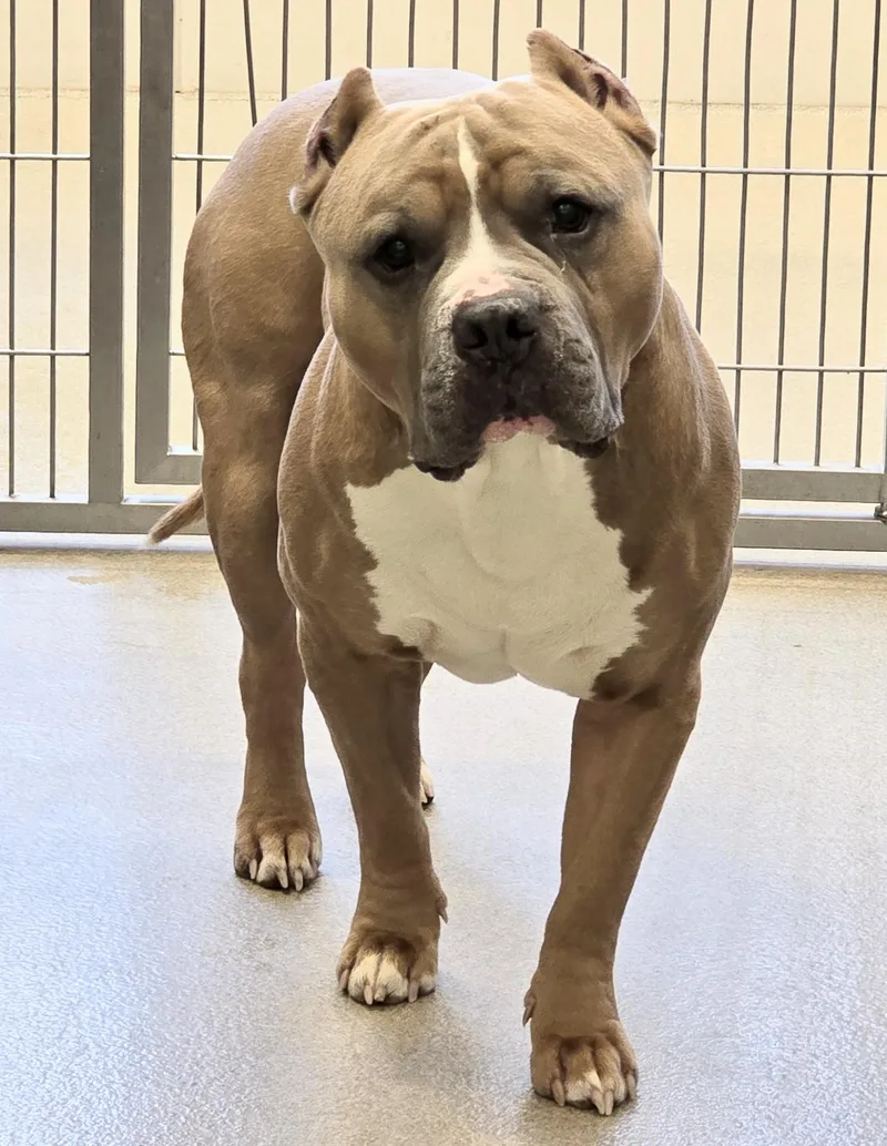 An adult large-sized male Yellow / Tan / Blond / Fawn Pit Bull Terrier dog named Porkchop for adoption in Amityville, NY