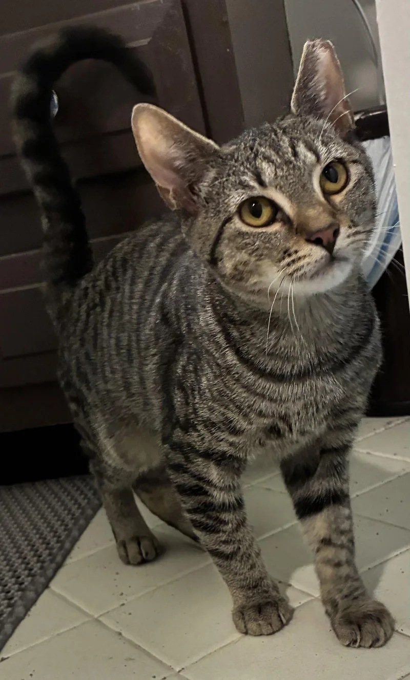 A baby medium-sized male Domestic Short Hair cat named Burger King for adoption in Nashville, TN