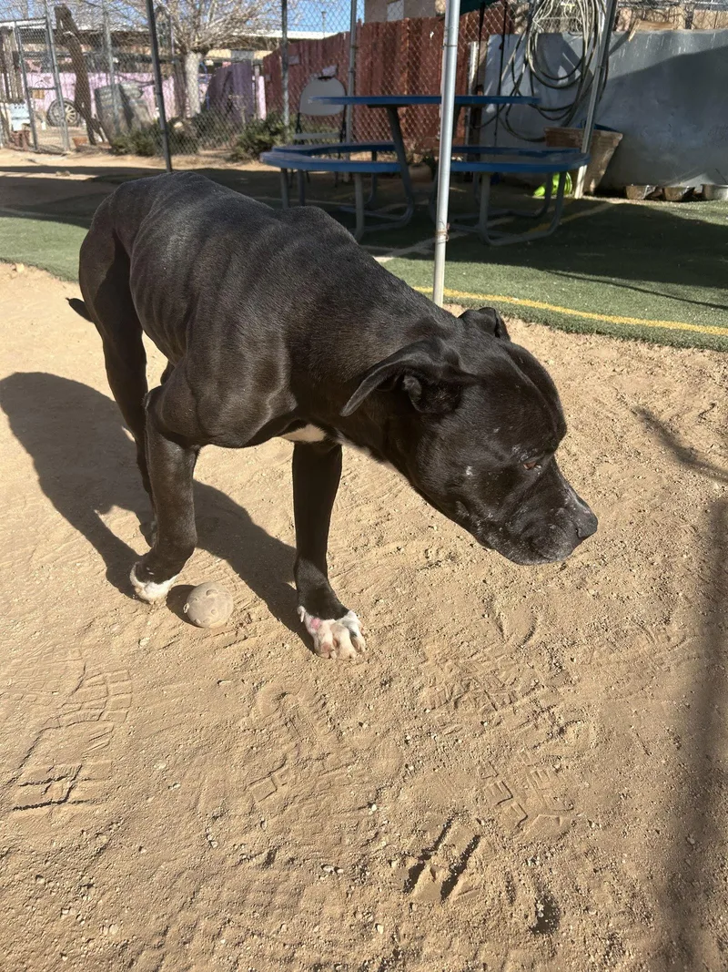 Big Willie thumbnail 2