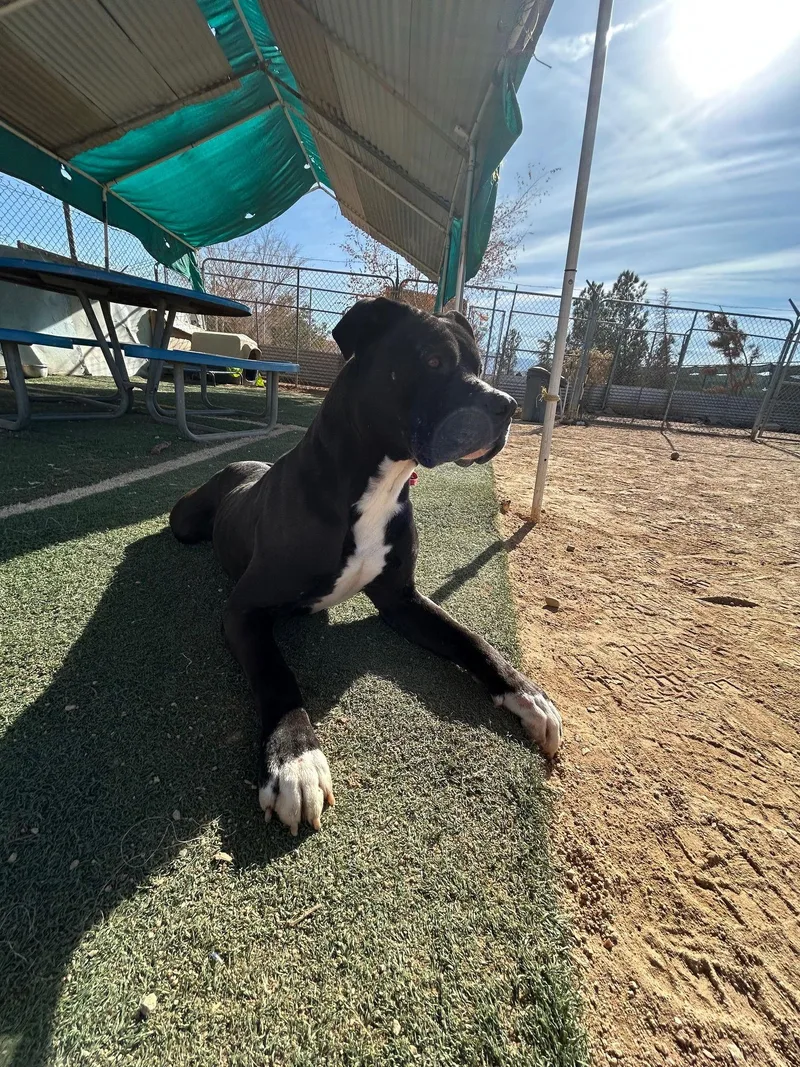 Big Willie thumbnail 3