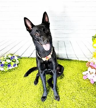 A young medium-sized female Black Labrador Retriever dog named Tyni for adoption in Castro Valley, CA