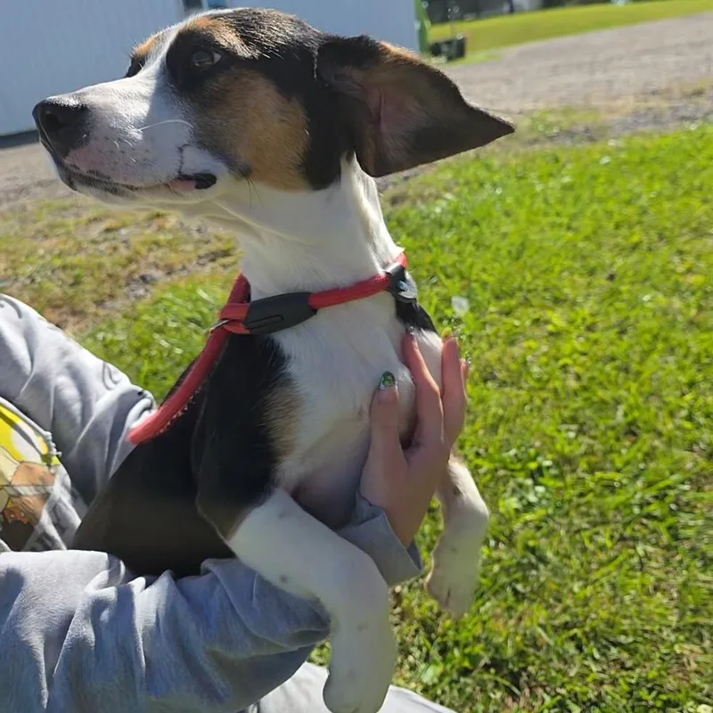 A young small-sized female Beagle dog named Thelma for adoption in Stoughton, MA