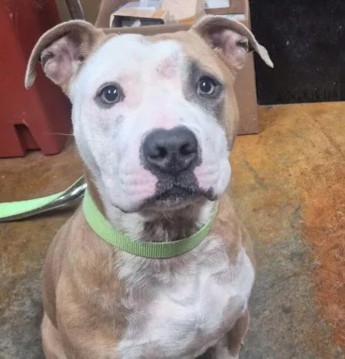 An adult large-sized male Pit Bull Terrier dog named Tyson Louisiana for adoption in Rockaway, NJ