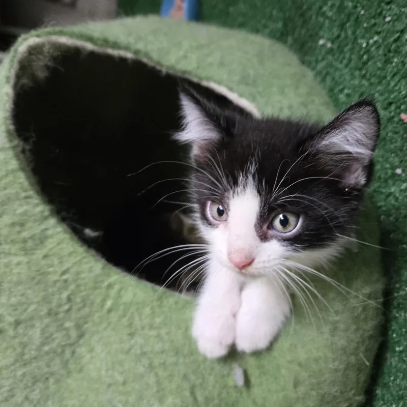 A young small-sized female Black Domestic Short Hair cat named Skunk for adoption in Wichita, KS