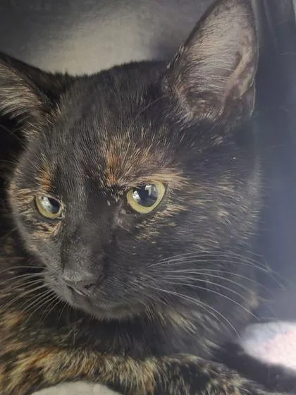 An adult small-sized female Domestic Short Hair cat named Marrigold for adoption in Shawano, WI