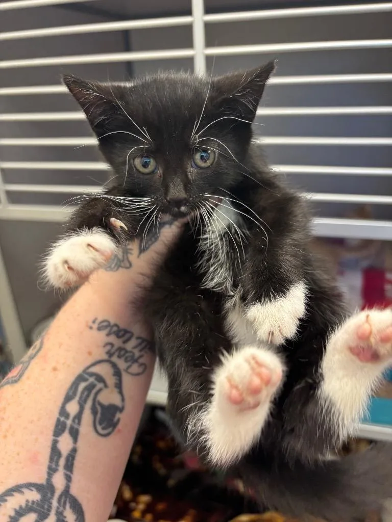 A baby small-sized male Domestic Short Hair cat named Magneto for adoption in Liverpool, NY