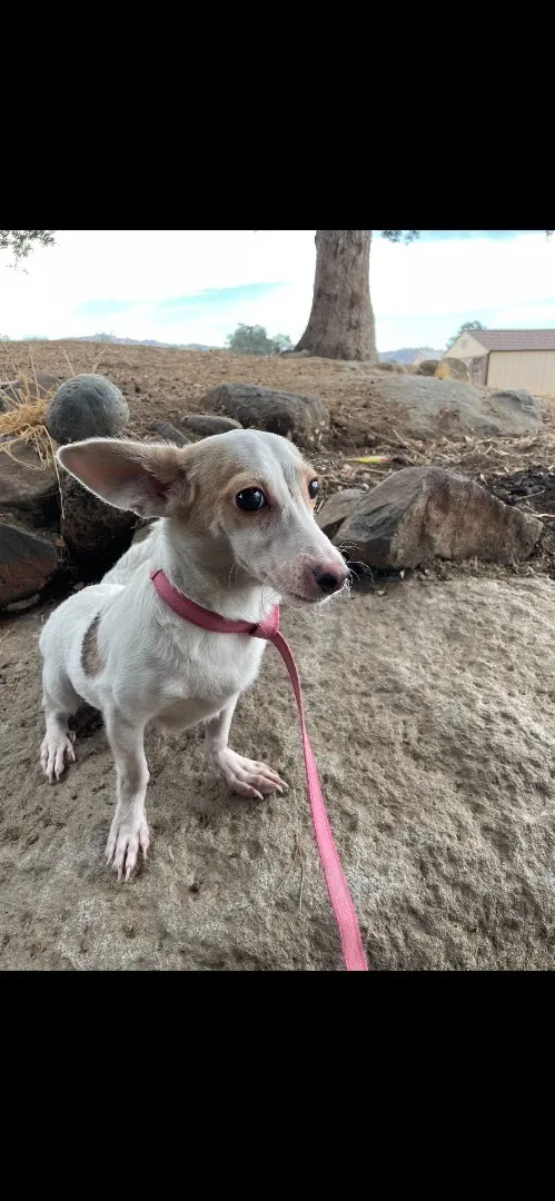 A young small-sized male White / Cream Chihuahua dog named Boss for adoption in Fresno, CA
