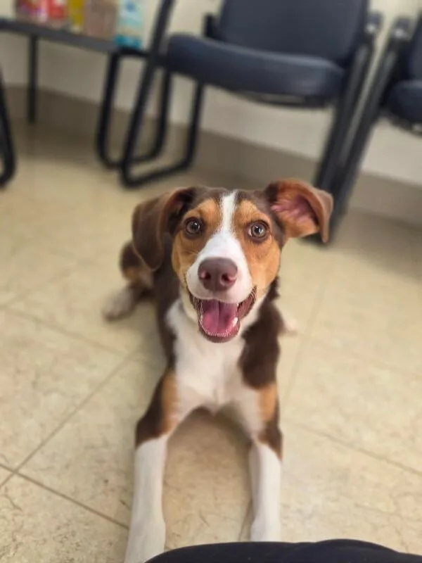 An adult medium-sized male Beagle dog named Chi for adoption in Bluffton, IN
