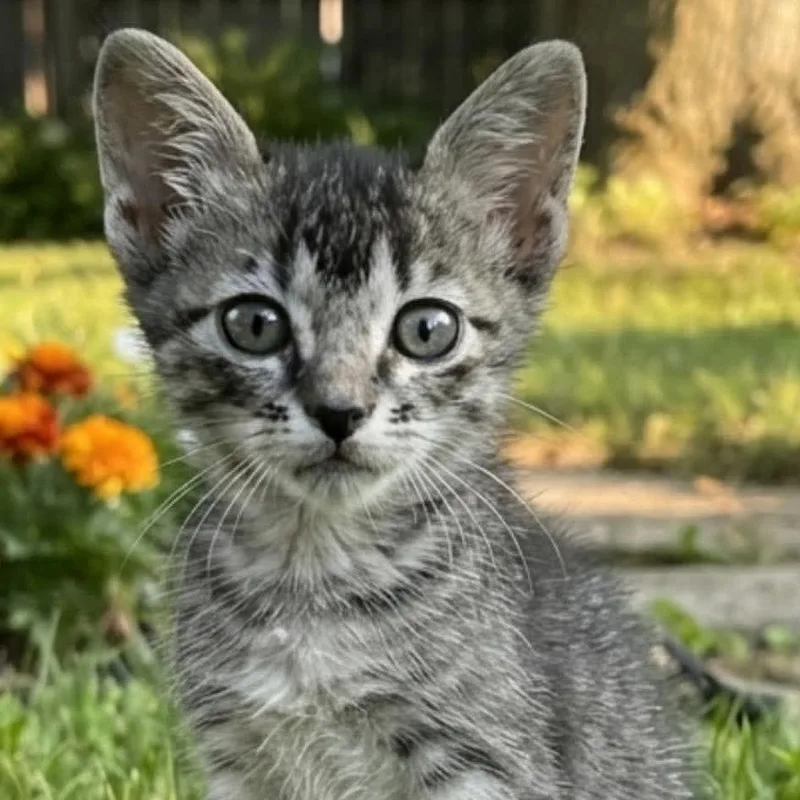 A baby small-sized female Gray / Blue / Silver Domestic Short Hair cat named Duchess for adoption in Wadena, MN