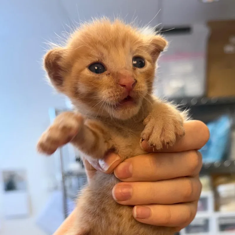 A baby small-sized male Orange / Red Domestic Short Hair cat named Doohickey for adoption in Austin, TX