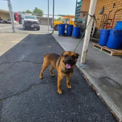 A young medium-sized male Boxer dog named Shaggy for adoption in Los Angeles, CA