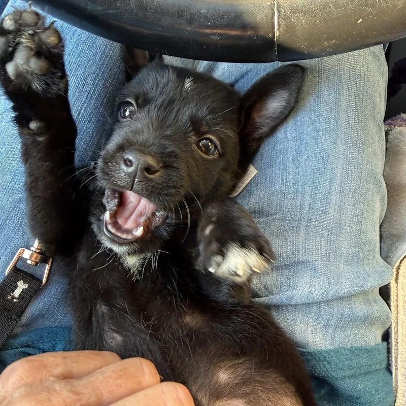 A baby large-sized female Labrador Retriever dog named Mighty Mini for adoption in McHenry, IL
