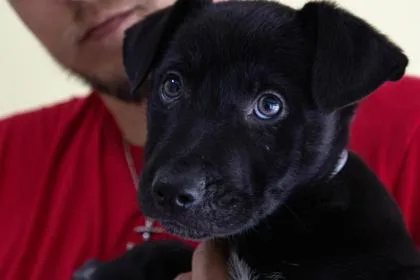 A young large-sized male German Shepherd Dog dog named Corn Pops for adoption in Kansas City, MO