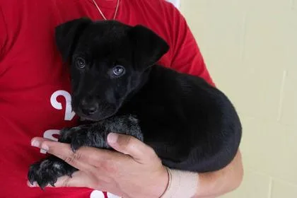 Corn Pops thumbnail 2