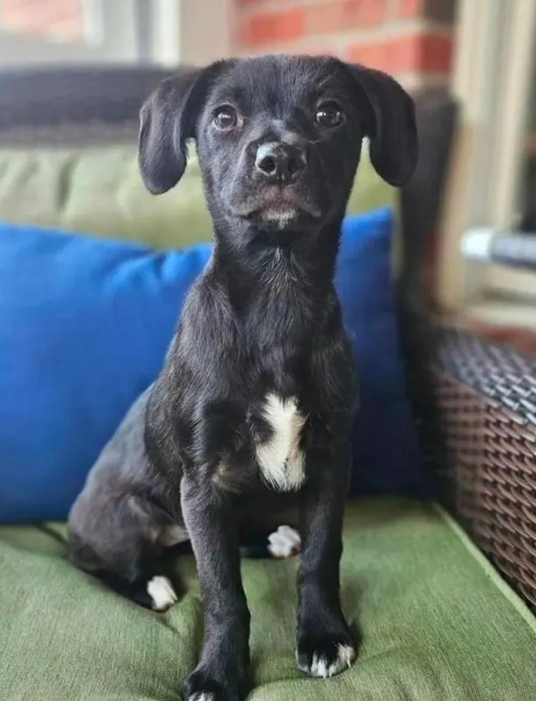 A baby small-sized female Black Dachshund dog named ToH : Marion for adoption in Aurora, IN