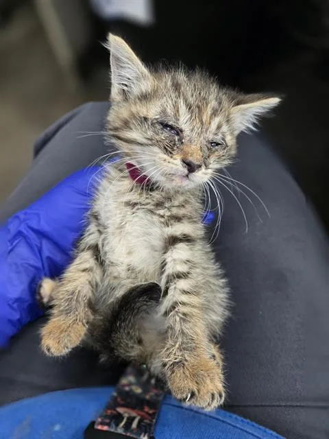 A baby medium-sized female Domestic Short Hair cat named Magenta for adoption in Dallas, TX