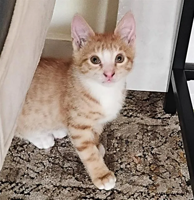A baby small-sized male Domestic Short Hair cat named Johnny Ramone for adoption in Sacramento, CA