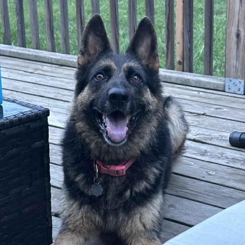An adult large-sized female Black German Shepherd Dog dog named Layla for adoption in Chicago, IL
