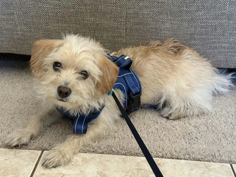 A young small-sized male Maltese dog named Chulo for adoption in Las Vegas, NV