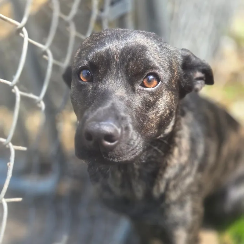 A young small-sized female Brindle Mixed Breed dog named Mogwai for adoption in Charleston, WV