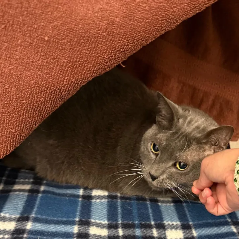 A senior large-sized male Gray / Blue / Silver Domestic Medium Hair cat named Mojo for adoption in Pittsburgh, PA