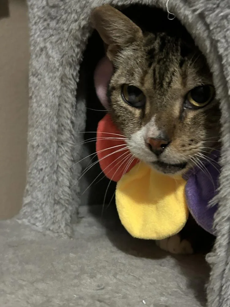 Ms Dribbles thumbnail 2