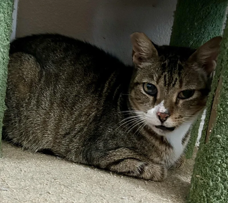 Ms Dribbles thumbnail 3