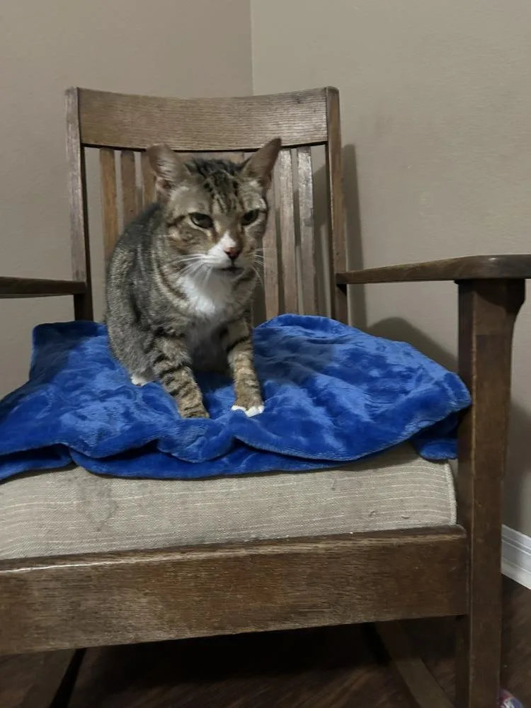 Ms Dribbles thumbnail 4