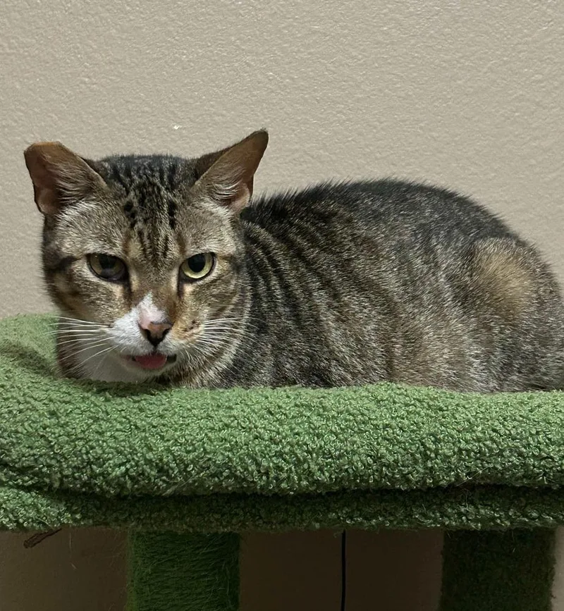 Ms Dribbles thumbnail 5