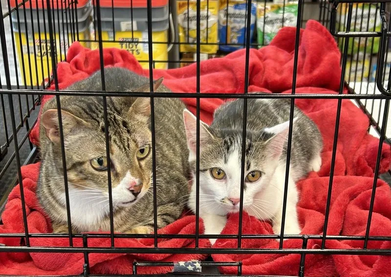 Ms Dribbles thumbnail 6