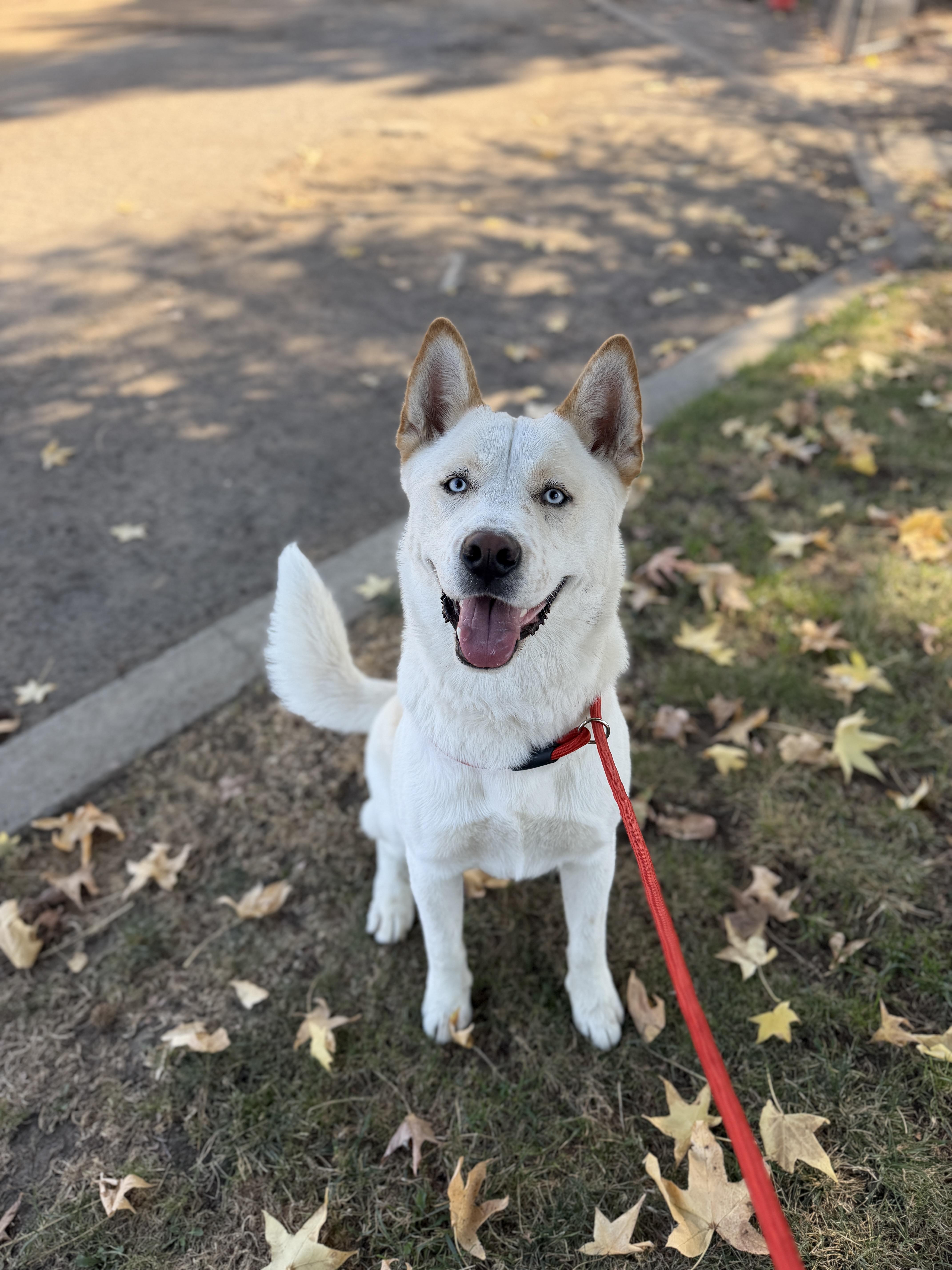 An adult large-sized male Husky dog named Blizzard for adoption in Oakdale, CA