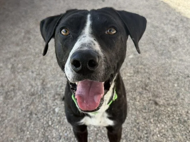 A young medium-sized male Pit Bull Terrier dog named Jet for adoption in Tucson, AZ