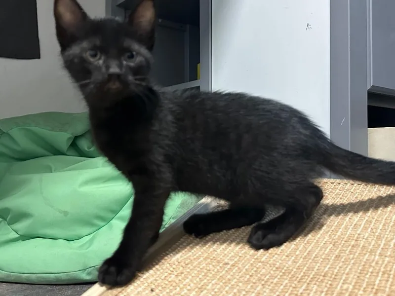 A baby medium-sized male Domestic Short Hair cat named Echo for adoption in Tampa, FL
