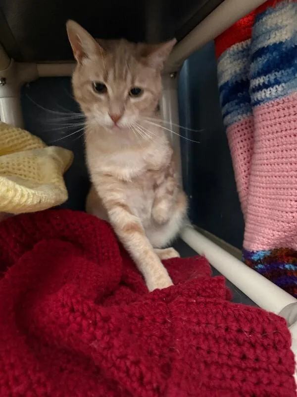 An adult medium-sized male Orange / Red Domestic Short Hair cat named Capt. Stump for adoption in Warren, PA