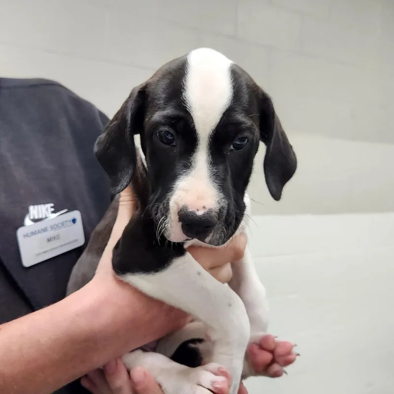 A baby small-sized female Black Mixed Breed dog named DeeOGee for adoption in Grand Rapids, MI