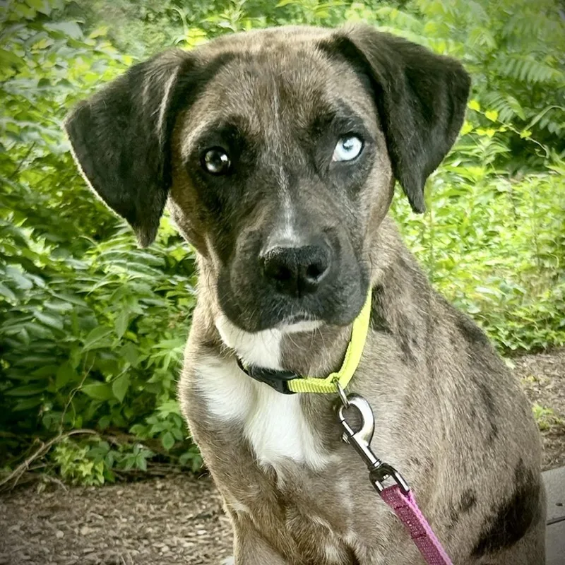 An adult medium-sized female Catahoula Leopard Dog dog named Willow for adoption in Fairfax, VA