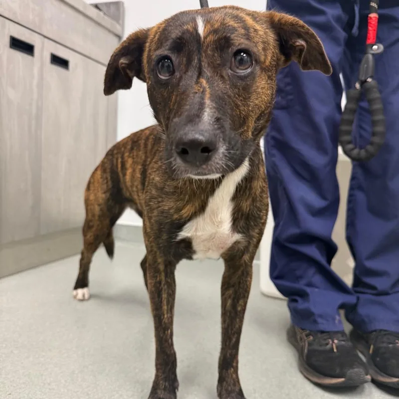 A young medium-sized female Brown / Chocolate Terrier dog named Smoothie for adoption in Abilene, TX