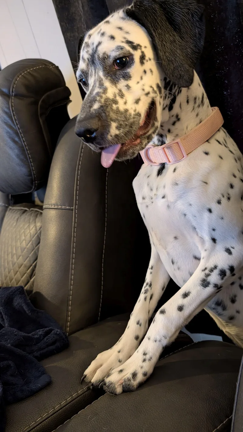 A baby medium-sized female Dalmatian dog named Lillie for adoption in Jesup, GA