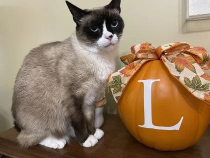 An adult medium-sized female Snowshoe cat named Marshie for adoption in Fairfax, VA