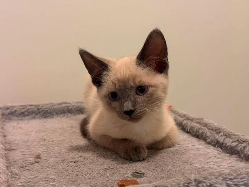 A baby small-sized female Domestic Short Hair cat named Ladybug for adoption in WARNER ROBINS, GA