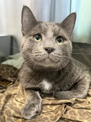 An adult large-sized male Domestic Short Hair cat named Axel for adoption in West Chester, PA