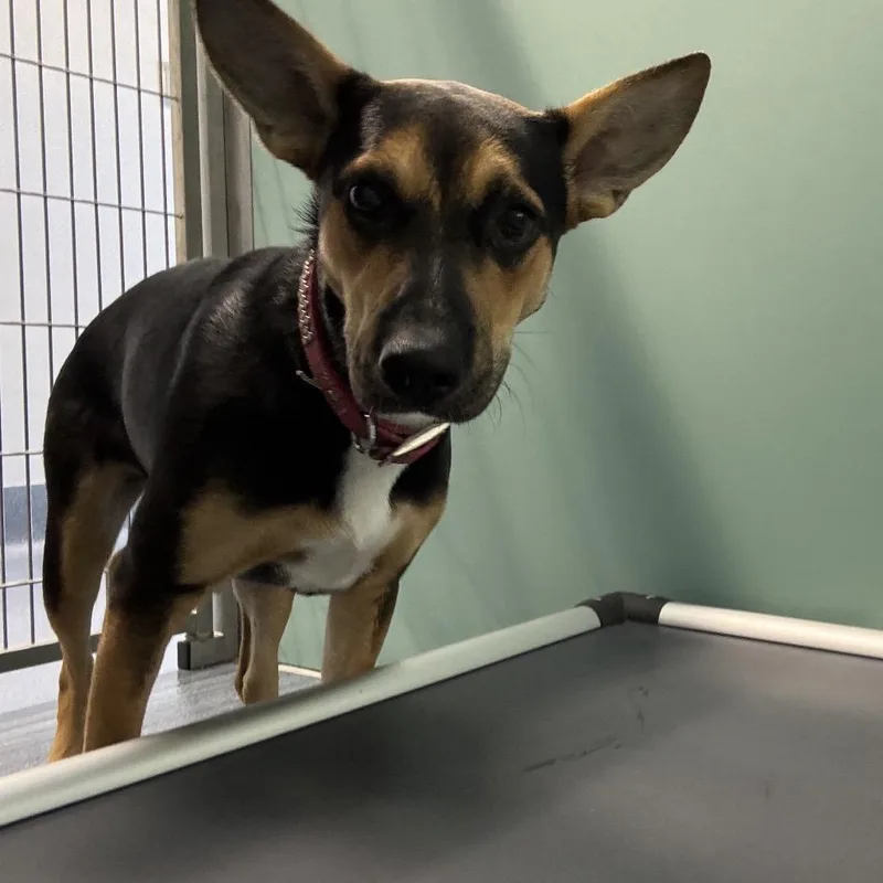 A young medium-sized female Rottweiler dog named Gertie for adoption in St Joseph, MO