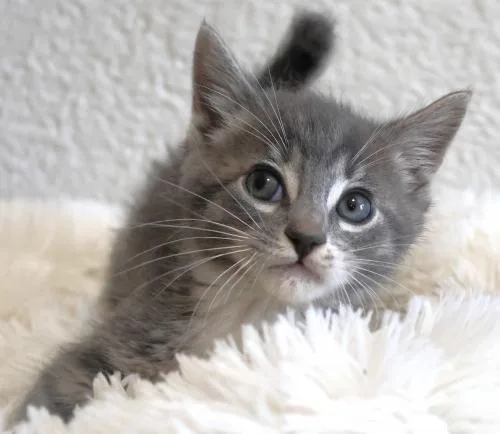 Tiny
