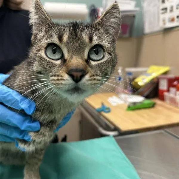 An adult medium-sized female Brown / Chocolate Domestic Short Hair cat named Oracle for adoption in Tacoma, WA